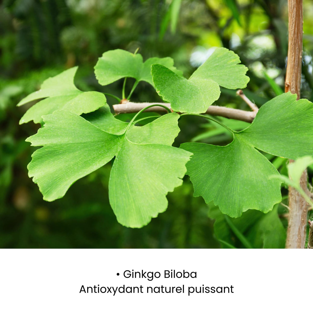 SÉRUM APAISANT REPULPANT