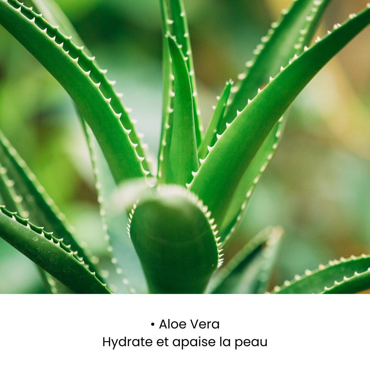 SÉRUM APAISANT REPULPANT