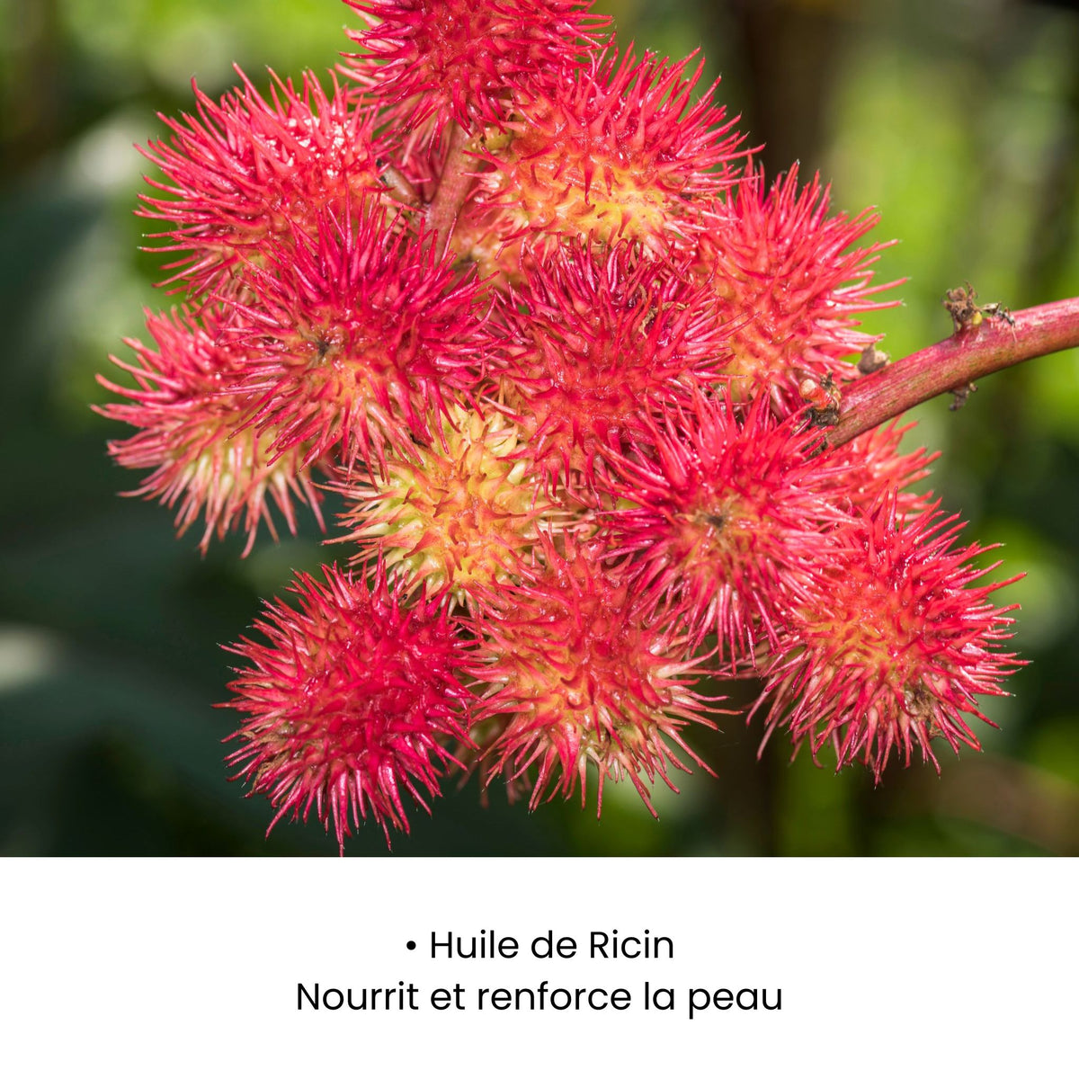 SÉRUM APAISANT REPULPANT