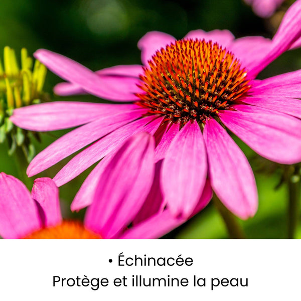 Fleur d’Échinacée utilisée dans les soins KALYAË ORIGIN, reconnue pour protéger et illuminer la peau.