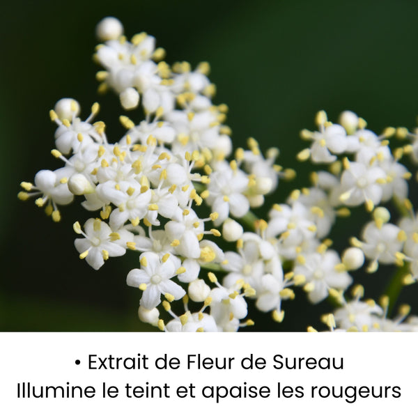 Extrait de Fleur de Sureau utilisé dans les soins KALYAË ORIGIN, reconnu pour illuminer le teint et apaiser les rougeurs.