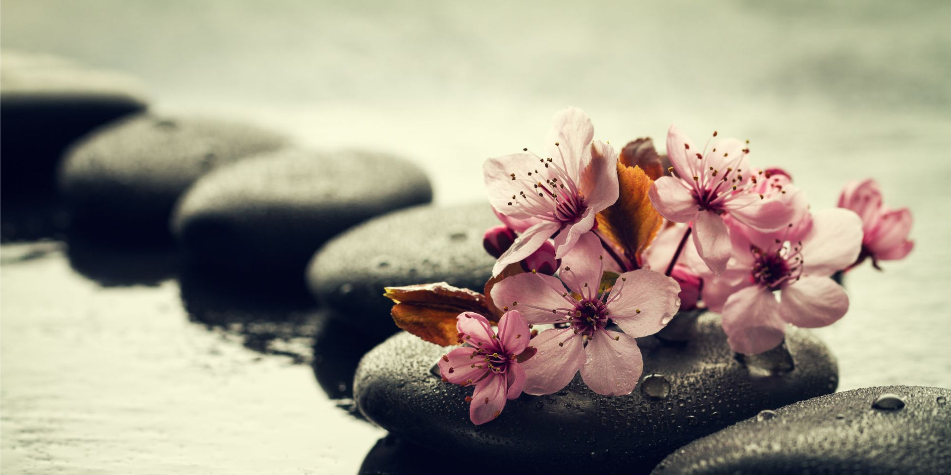 Fleurs roses posées sur des pierres noires, symbolisant l’équilibre et l’harmonie des soins naturels certifiés COSMOS NATURAL ou ORGANIC – KALYAË ORIGIN